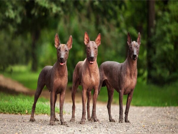 Giá bán và thị trường chó Xoloitzcuintle tại Việt Nam