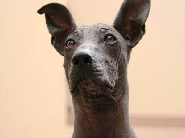 Những thắc mắc thường gặp từ người nuôi chó Xoloitzcuintle