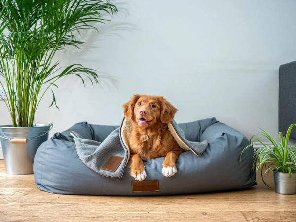 Phân loại các giống chó và nhu cầu chăm sóc