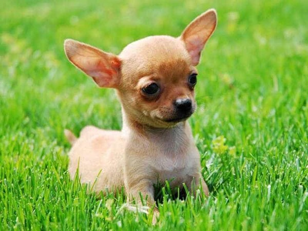 Hướng dẫn chọn chó con khỏe mạnh