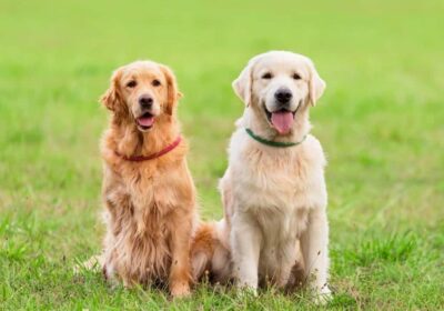 Chia sẻ kinh nghiệm phối giống chó hiệu quả từ chuyên gia