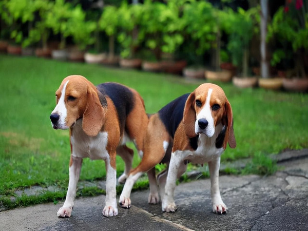 Hướng dẫn phối giống theo kích thước chó